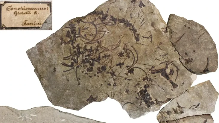Fosil Dinosaurus Laut...