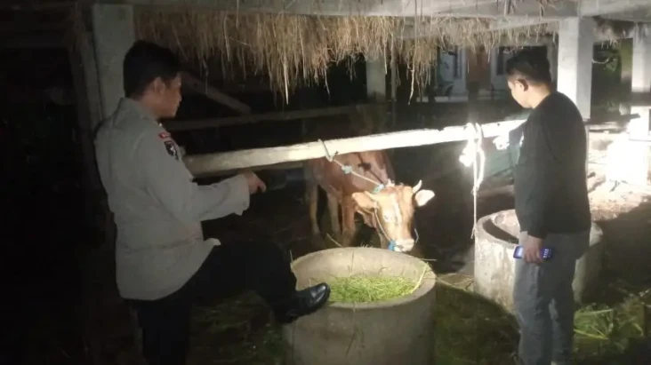 Sapi Milik Peternak...