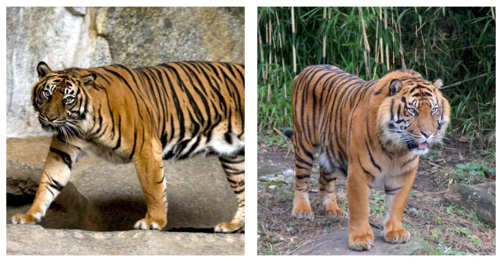 Perbandingan Harimau...