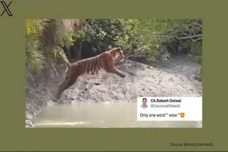 Viral Video Harimau...