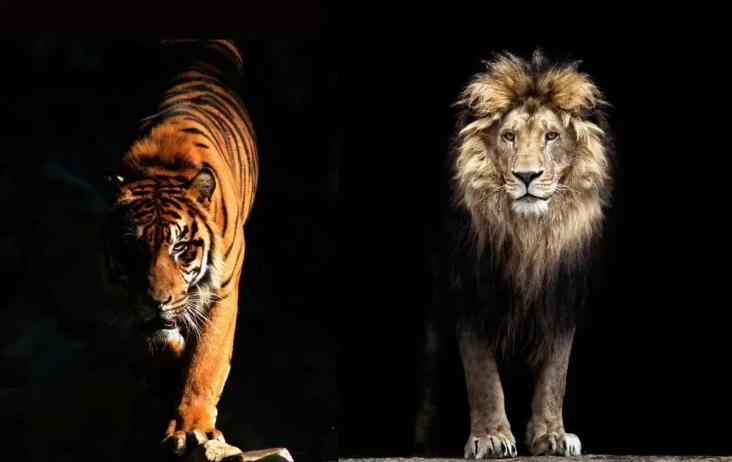Harimau Lawan Singa...