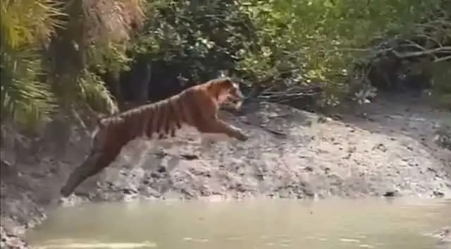 Harimau Melompat Sejauh...