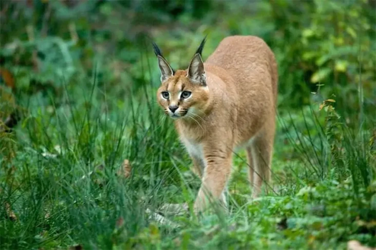Kucing Caracal Viral...