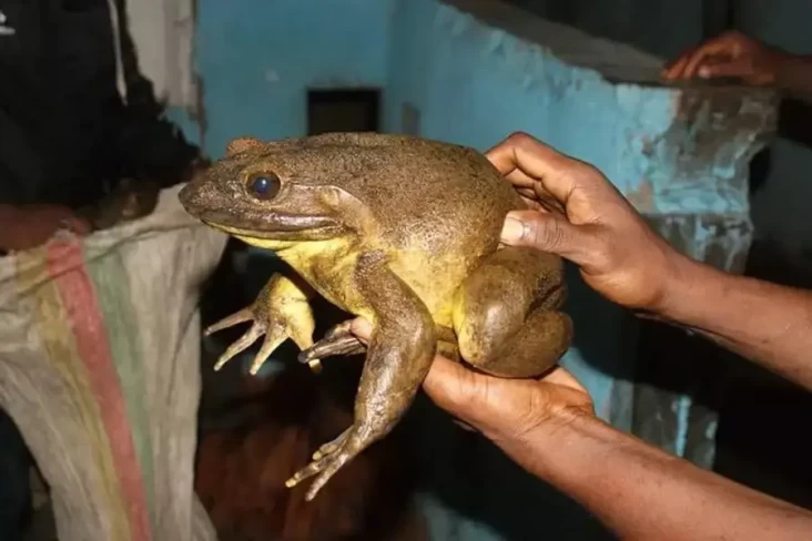 Goliath, Katak Terbesar...
