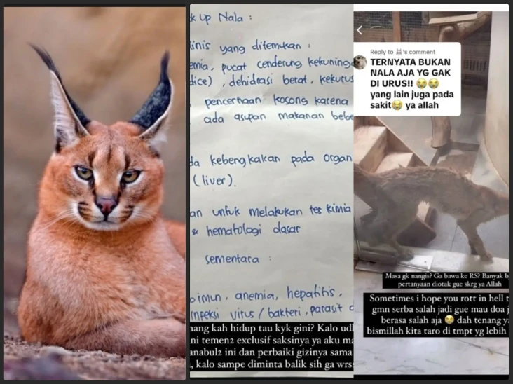 Kucing Hutan Peliharaan...