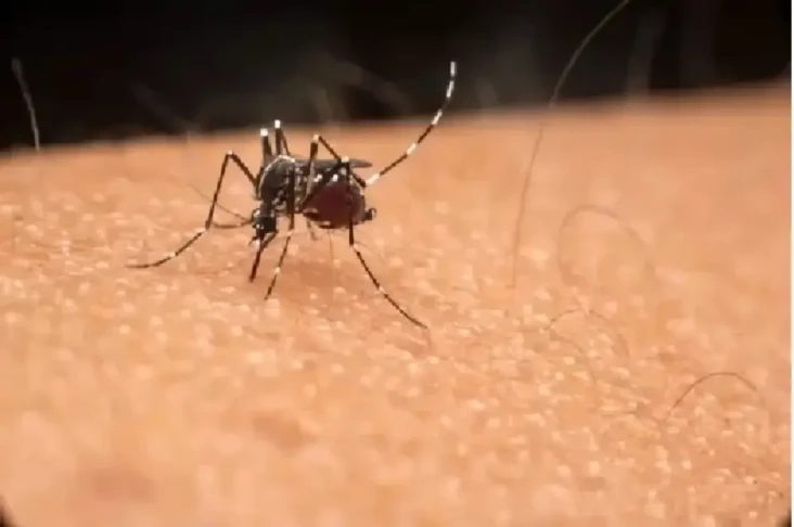 Ngeri! Wabah Malaria...