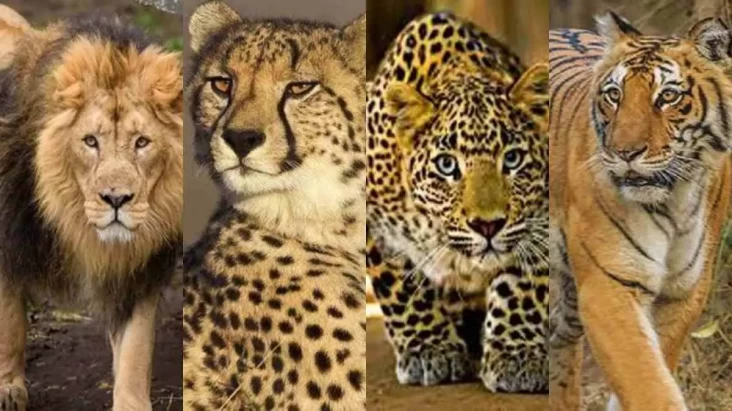 Ini Perbedaan Harimau,...