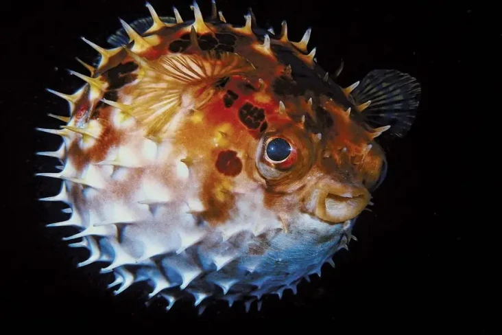 10 Ikan Paling Berbahaya...