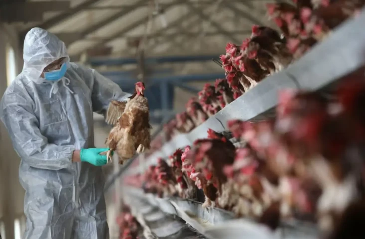 5 Fakta Flu Burung yang...