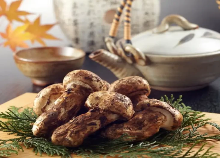 Mengenal Matsutake,...