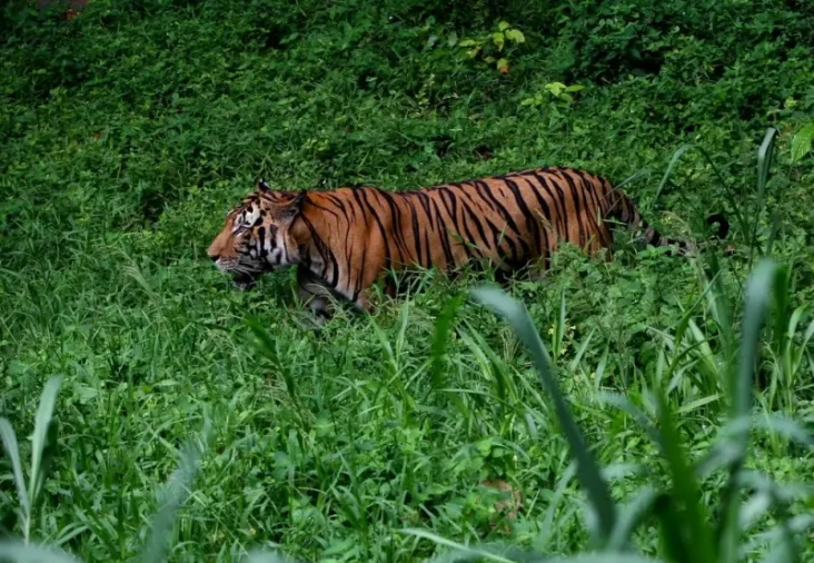 Apa Sifat dari Harimau?...