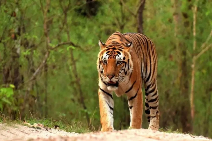 Berapa Sisa Harimau...