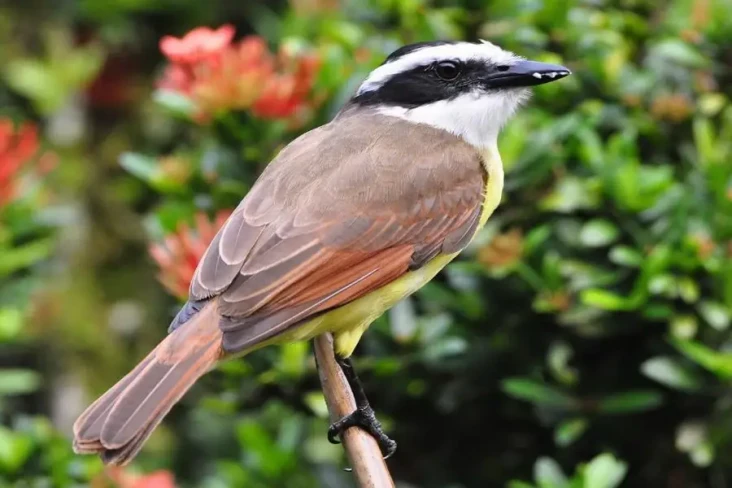 Mengapa Burung Berkicau...