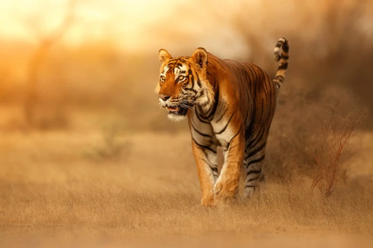 Selain Harimau Jawa,...