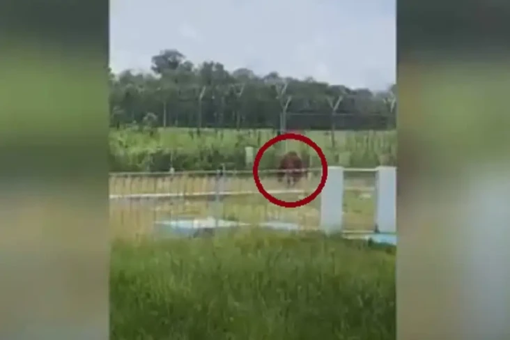 Viral, Orangutan Berkeliaran...