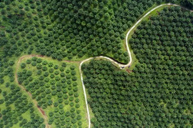 PalmCo Kelola Kebun...