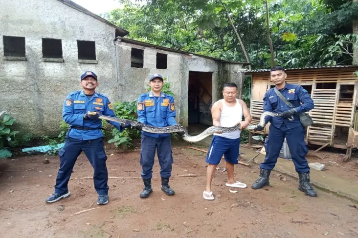Ular Sanca Sepanjang...