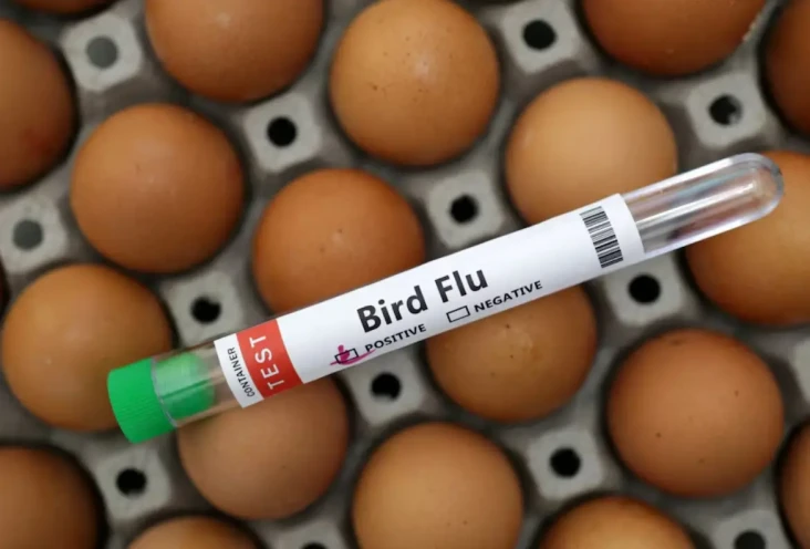WHO: Flu Burung Tidak...