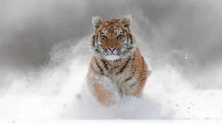 Apakah Harimau Adalah...