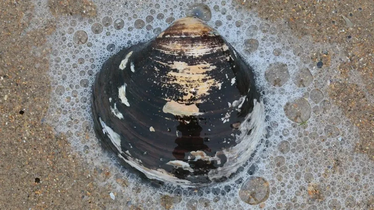 Kerang Raksasa Ini Lahir...