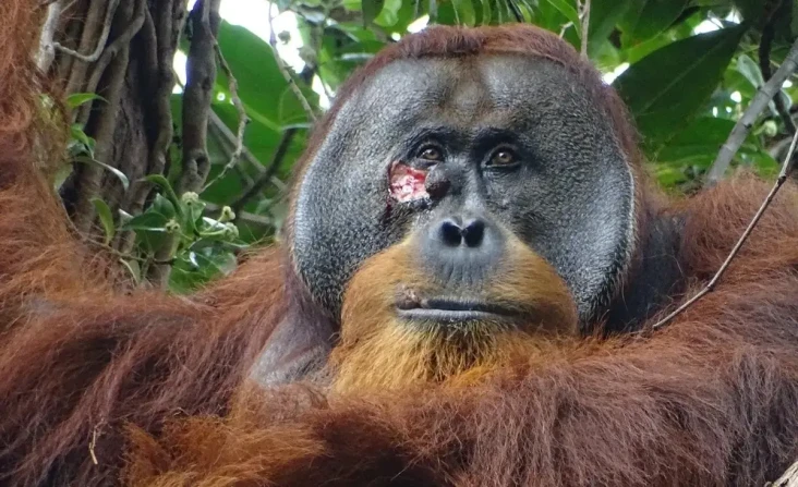 Ahli Temukan Fakta Orangutan...