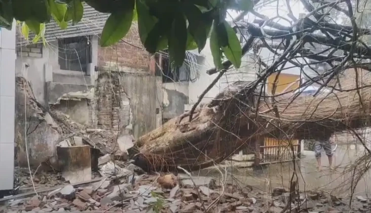 Pohon Beringin Raksasa...