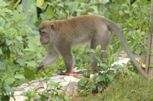Viral Monyet Gunung...