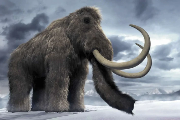 Mamut Berbulu Dikaitkan...