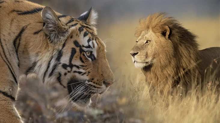 Mengapa Harimau Tidak...