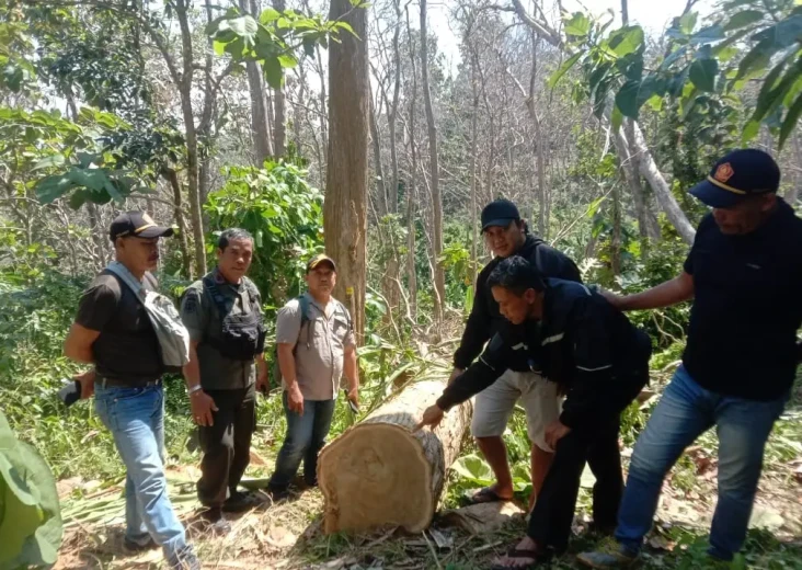 Angkut Kayu Curian dengan...