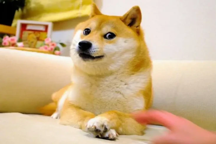 Mengenang Kabosu, Anjing...