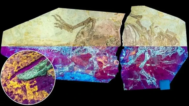 Fosil Dinosaurus Berusia...