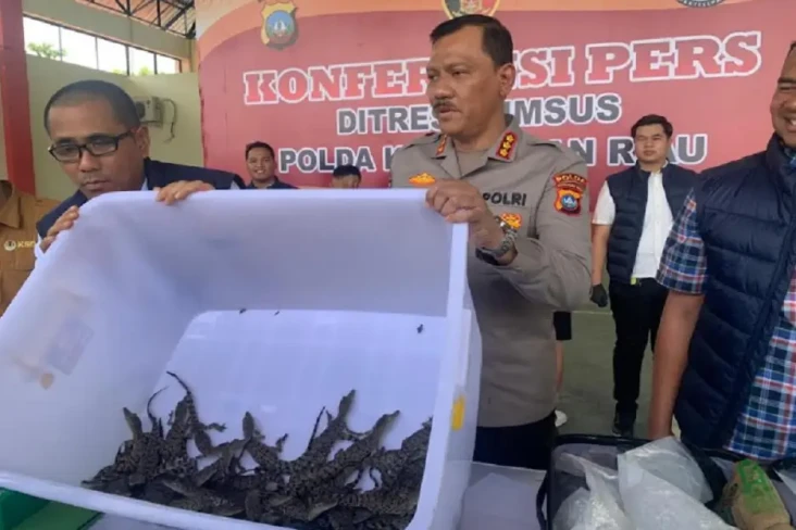 52 Ekor Anak Buaya Muara...
