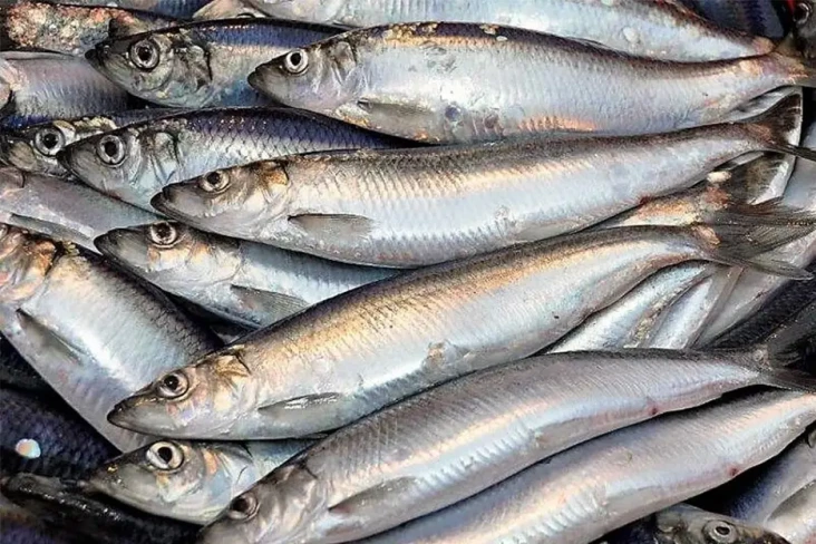 4 Ikan Laut yang Boleh...