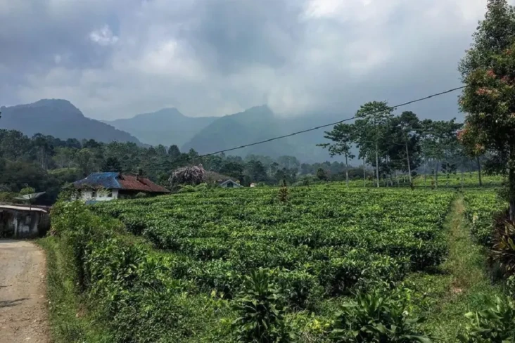 Vila Terdingin di Puncak...