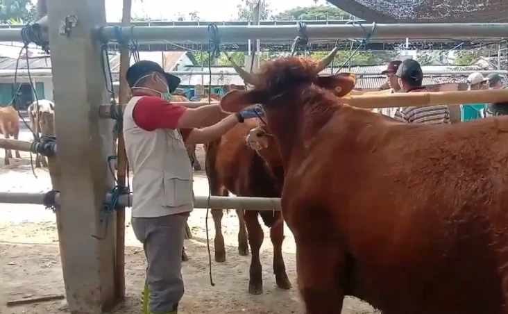 Sidak Hewan Kurban di...