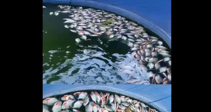 Viral! Ribuan Ikan Bawal...