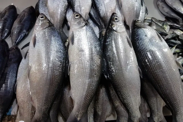 7 Ikan Tinggi Protein...