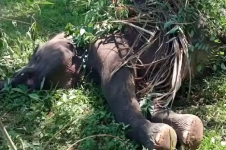 Memilukan, Gajah Sumatera...