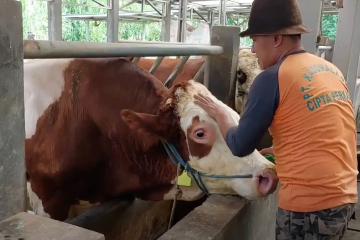 Alien, Sapi Simmental...