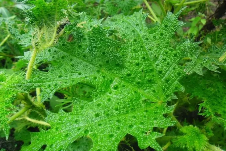 Mengenal Daun Jancukan,...