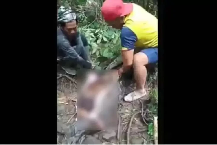 Ular Piton 5 Meter Telan...