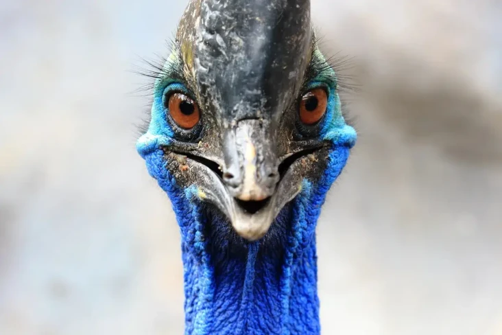 Kasuari Burung Paling...
