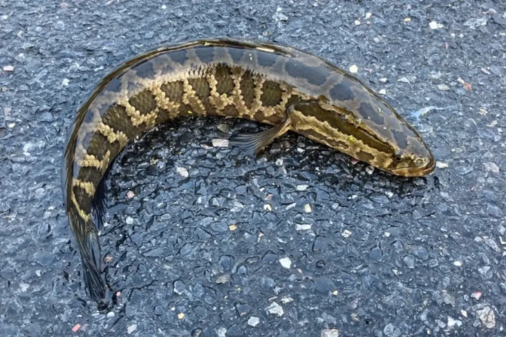 Ikan Gabus Berkepala...