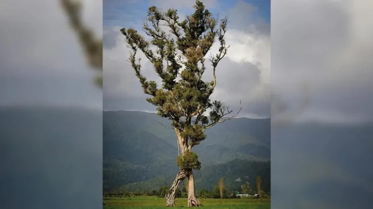 Pohon Berjalan Sabet...
