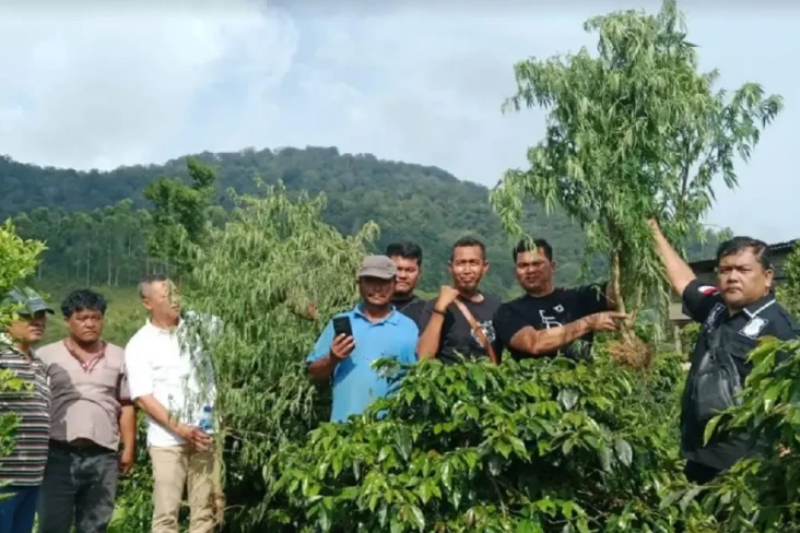 Disamarkan Pohon Kopi,...