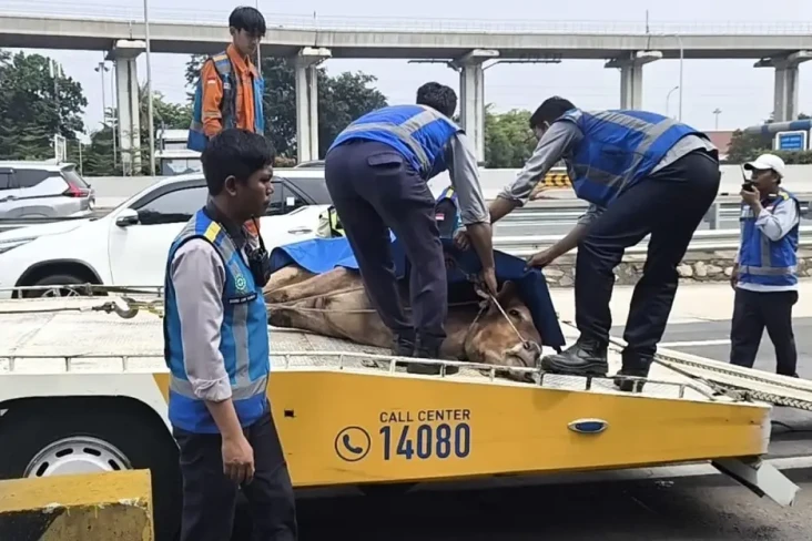 Sapi Kabur Masuk Tol...