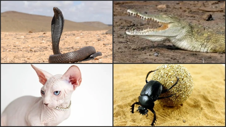 Fauna Mesir Kuno: Keajaiban...