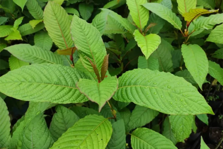 Mengenal Narkoba Kratom...