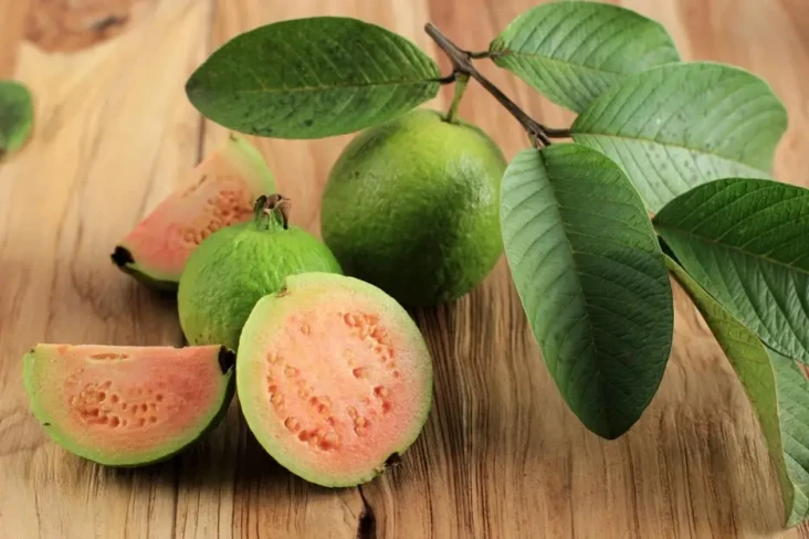 Ajaib! Daun Jambu Biji...